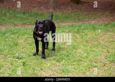 Cane Corso of dark color, sticking out his tongue, sitting on the grass. High quality photo Stock Photo