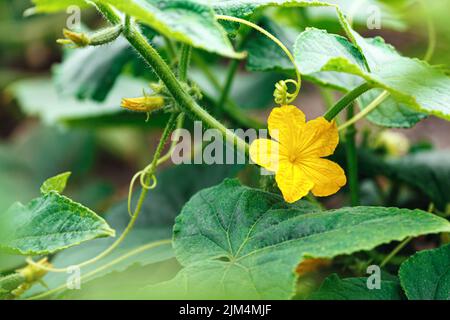 Cucumber with yellow flower and leaves in the garden. Close-up macro bokeh. Stock Photo