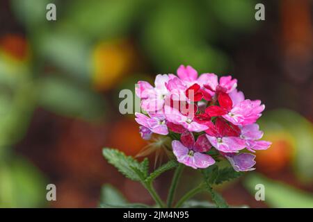 Pink purple verbena flowers in the garden on bokeh background Stock Photo