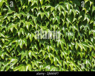The green hedge is a solid seamless layer in full screen Stock Photo