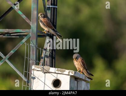 Levka Saker mountians Bulgaria July 2022: Today this majsitcal Falcon species is still under threat until 2018 the first Saker falcon nest was found in Bulgaria.  Saker falcon population had declined to only a few dozen pairs scattered throughout Bulgaria mid 20th century, as a result of practices, cultivation of pastures, changed land-use, pesticides and  hunting.  The Saker Falcon was declared extinct as breeding species until 2018 when the first Saker falcon nest in the country.  During 2020, 10 artificial nests were built and installed on trees suitable in the region of Stara Zagora.   Bet Stock Photo