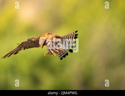 Levka Saker mountians Bulgaria July 2022: Today this majsitcal Falcon species is still under threat until 2018 the first Saker falcon nest was found in Bulgaria.  Saker falcon population had declined to only a few dozen pairs scattered throughout Bulgaria mid 20th century, as a result of practices, cultivation of pastures, changed land-use, pesticides and  hunting.  The Saker Falcon was declared extinct as breeding species until 2018 when the first Saker falcon nest in the country.  During 2020, 10 artificial nests were built and installed on trees suitable in the region of Stara Zagora.   Bet Stock Photo