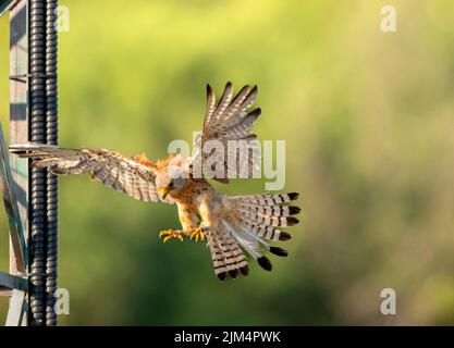 Levka Saker mountians Bulgaria July 2022: Today this majsitcal Falcon species is still under threat until 2018 the first Saker falcon nest was found in Bulgaria.  Saker falcon population had declined to only a few dozen pairs scattered throughout Bulgaria mid 20th century, as a result of practices, cultivation of pastures, changed land-use, pesticides and  hunting.  The Saker Falcon was declared extinct as breeding species until 2018 when the first Saker falcon nest in the country.  During 2020, 10 artificial nests were built and installed on trees suitable in the region of Stara Zagora.   Bet Stock Photo