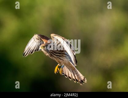 Levka Saker mountians Bulgaria July 2022: Today this majsitcal Falcon species is still under threat until 2018 the first Saker falcon nest was found in Bulgaria.  Saker falcon population had declined to only a few dozen pairs scattered throughout Bulgaria mid 20th century, as a result of practices, cultivation of pastures, changed land-use, pesticides and  hunting.  The Saker Falcon was declared extinct as breeding species until 2018 when the first Saker falcon nest in the country.  During 2020, 10 artificial nests were built and installed on trees suitable in the region of Stara Zagora.   Bet Stock Photo