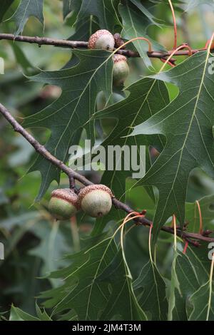 Big ripe acorns on the branch. Four mature acorns on a branch with leaves closeup Stock Photo