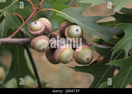 Big ripe acorns on the branch. Four mature acorns on a branch with leaves closeup Stock Photo