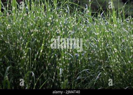 Miscanthus Sinensis Little Zebra green grass Stock Photo
