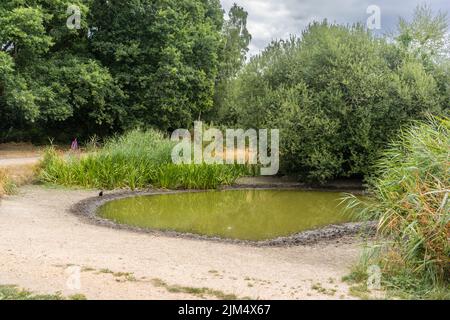 Southampton, Hampshire UK. 4th of August 2022. Unusually low water levels at Ornamental Lake at the Common due to prolonged dry weather conditions in Southern England, UK Stock Photo