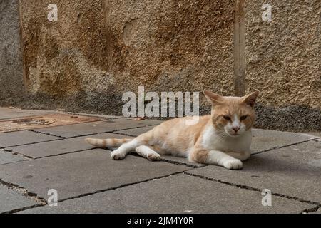 cat lying on the ground Stock Photo