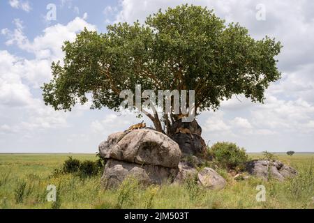 A view of beautiful lions resting on huge rocks in a field on a sunny day Stock Photo