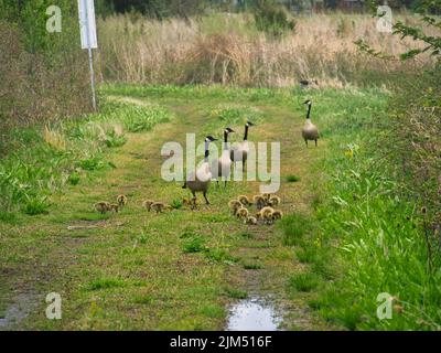 Geese In Kansas A group of Canadian geese and goslings at Evergy Wetlands in Gardner ...