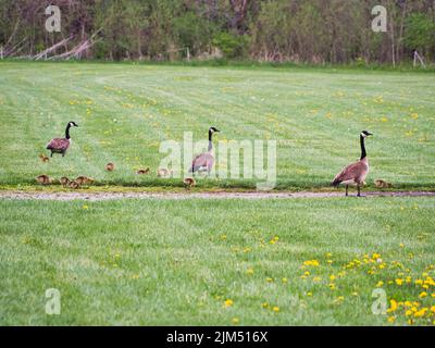 Geese In Kansas A group of Canadian geese and goslings at Evergy Wetlands in Gardner ...