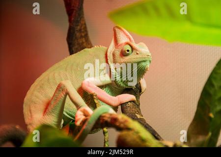 A closeup shot of a veiled chameleon perched on branches in its enclosure under the heating lamp with blurred background Stock Photo