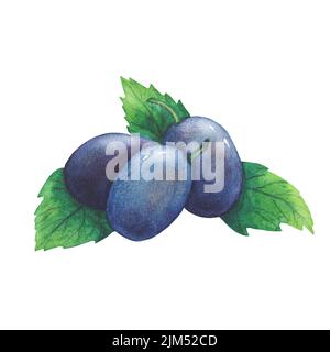 Hand drawn watercolor plum and leaves isolated on white background ...