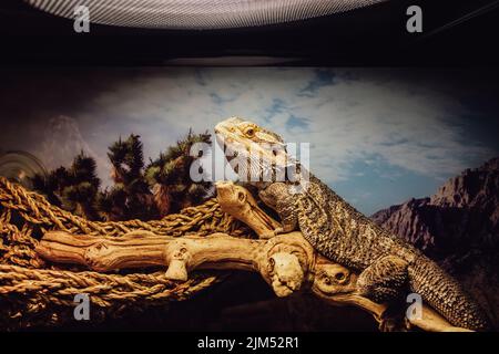 bearded dragon lizard pet in glass enclosure, desert terrarium Stock Photo