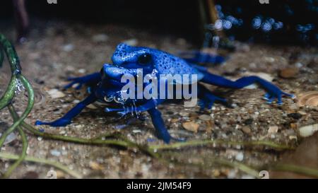 Blue poison arrow frogs in a clutch mating. Stock Photo