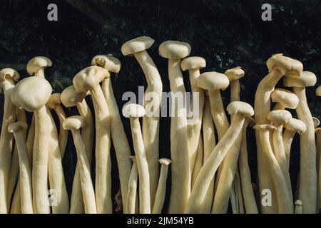 a bunch of white enoki, seafood mushrooms grown in China, a popular ingredient for soups, especially in East Asian cuisine Stock Photo