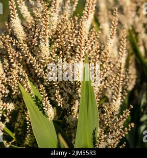 Detailed closeup of blooming flower heads on a cordyline australis, commonly known as the cabbage tree, cabbage-palm or tī kōuka Stock Photo