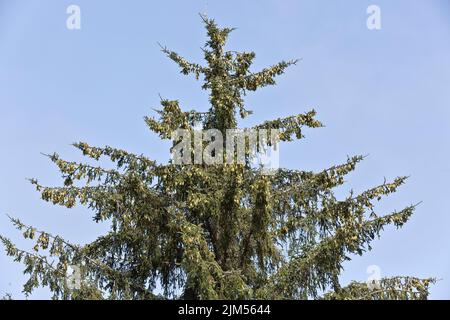 Sitka Spruce 'Picea sitchensis', branches, maturing female & male cones, coniferous, evergreen tree. Stock Photo