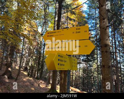 Yellow direction signs in a forest of tall pine trees on a sunny day Stock Photo