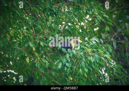 A beautiful shot of a toucan bird in a green tree in La Fortuna, Costa Rica Stock Photo