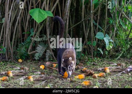 Coati also known as Coatimund eats fruits. In mistico arenal hanging bridges park alajuela province la fortuna, costa rica Stock Photo