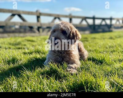 A closeup shot of a cute Cockapoo dog lying on the grass Stock Photo