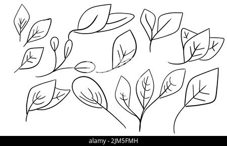 Leaf doodle tea icon and vegan sketch leaves. Tree fresh plant and bio food line vector illustration. Black laurel linear and farm energy design eleme Stock Vector