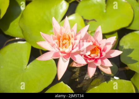 A beautiful pair of water lilies on green leaves blurred by the lens. Nymphaea or water lily is a well-known herbaceous perennial plant Stock Photo