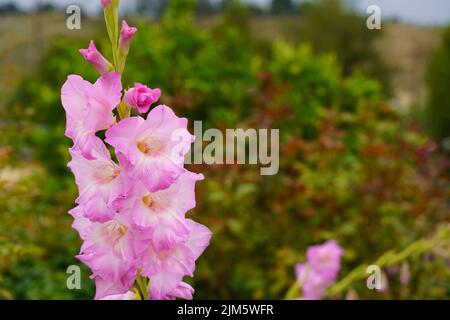 A closeup shot of blooming pink Gladiolus flowers Stock Photo