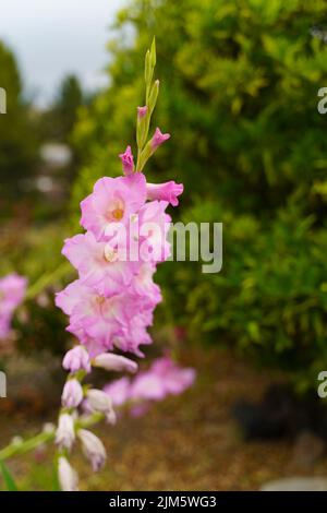 A vertical closeup shot of blooming pink Gladiolus flowers Stock Photo