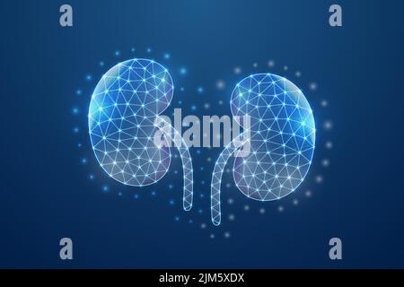 Kidneys 3d symbol in blue low poly style. Urinary, human transplantation design concept illustration. Internal organ polygonal wireframe. Stock Vector
