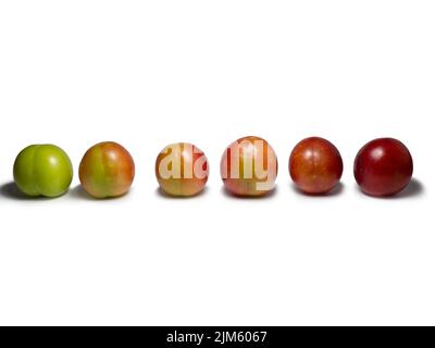 Cherry plum at different stages of maturation. Plum variety. Red and green fruits. Tkemali. Isolate of several species of the same fruit Stock Photo