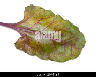 Beet leaf on a white background. Greens for soup on the table. Greenery from the garden. Cooking. Vegan food. Useful product. Vegetable ingredients fo Stock Photo