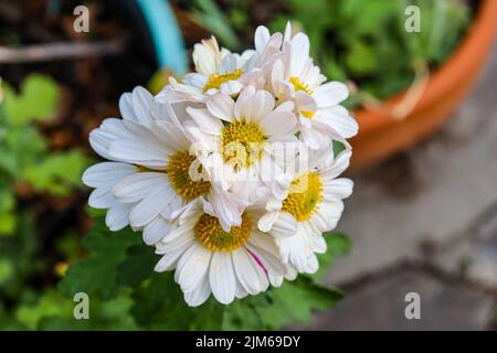 A closeup of white flowering chrysanthemums in the garden. Stock Photo