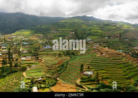 Tea terraces and farmer's houses in the mountains. Tea plantations landscape. Nuwara Eliya, Sri Lanka. Stock Photo