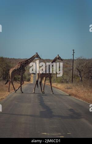 A closeup of two giraffes crossing the road in the safari Stock Photo
