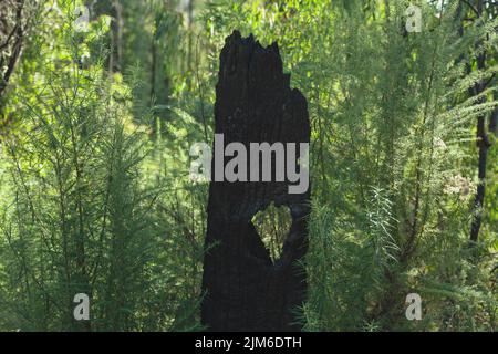 A closeup shot of a burned tree after a major fire in the park Stock Photo