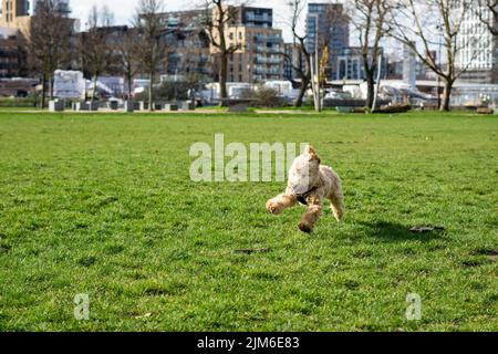 A closeup of a cute and fluffy cockapoo puppy digging the ground in a ...