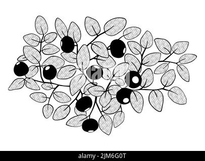 Blueberry branch element with hatching . Hand made stroke vector illustration Stock Vector