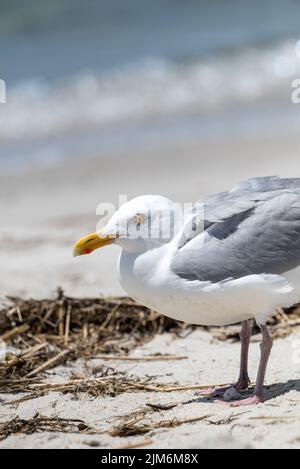 Seagull on Hardings Beach Stock Photo