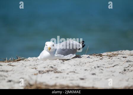 Seagull on Hardings Beach Stock Photo