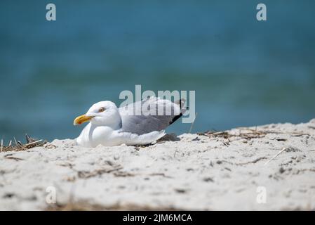 Seagull on Hardings Beach Stock Photo