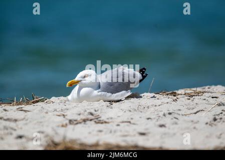 Seagull on Hardings Beach Stock Photo