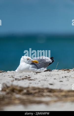 Seagull on Hardings Beach Stock Photo