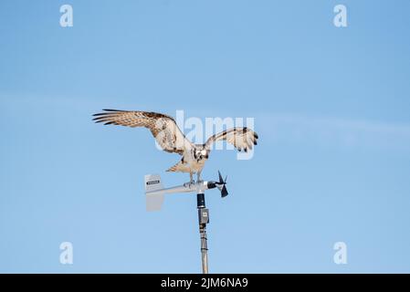 Osprey in Cape Cod Stock Photo