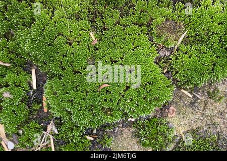 A closeup of moss also known as the Bryophyta plant growing in between rocks Stock Photo