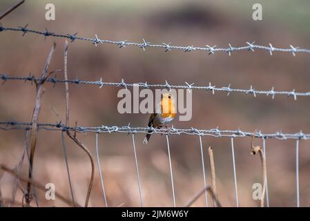 A shallow focus shot of a tiny European robin (Erithacus rubecula) perched on the steel lines Stock Photo