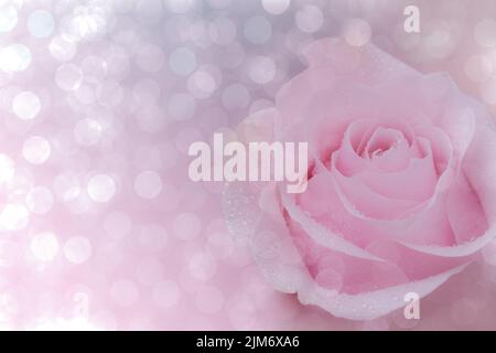 Close up of pink rose on soft bokehe background. soft filter. Stock Photo