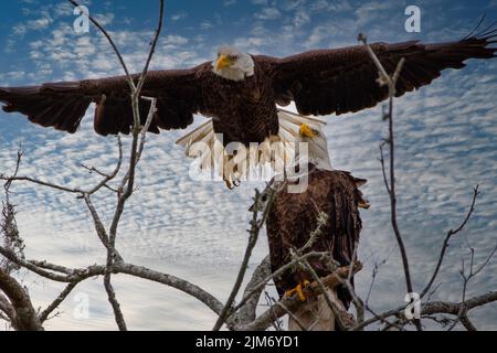 A low-angle shot of two bald eagles against the cloudy blue sky Stock Photo